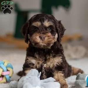 Prince, Cockapoo Puppy